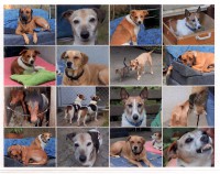 /album/verschiedenes/unsere-kolbenhofhunde-jpg/
